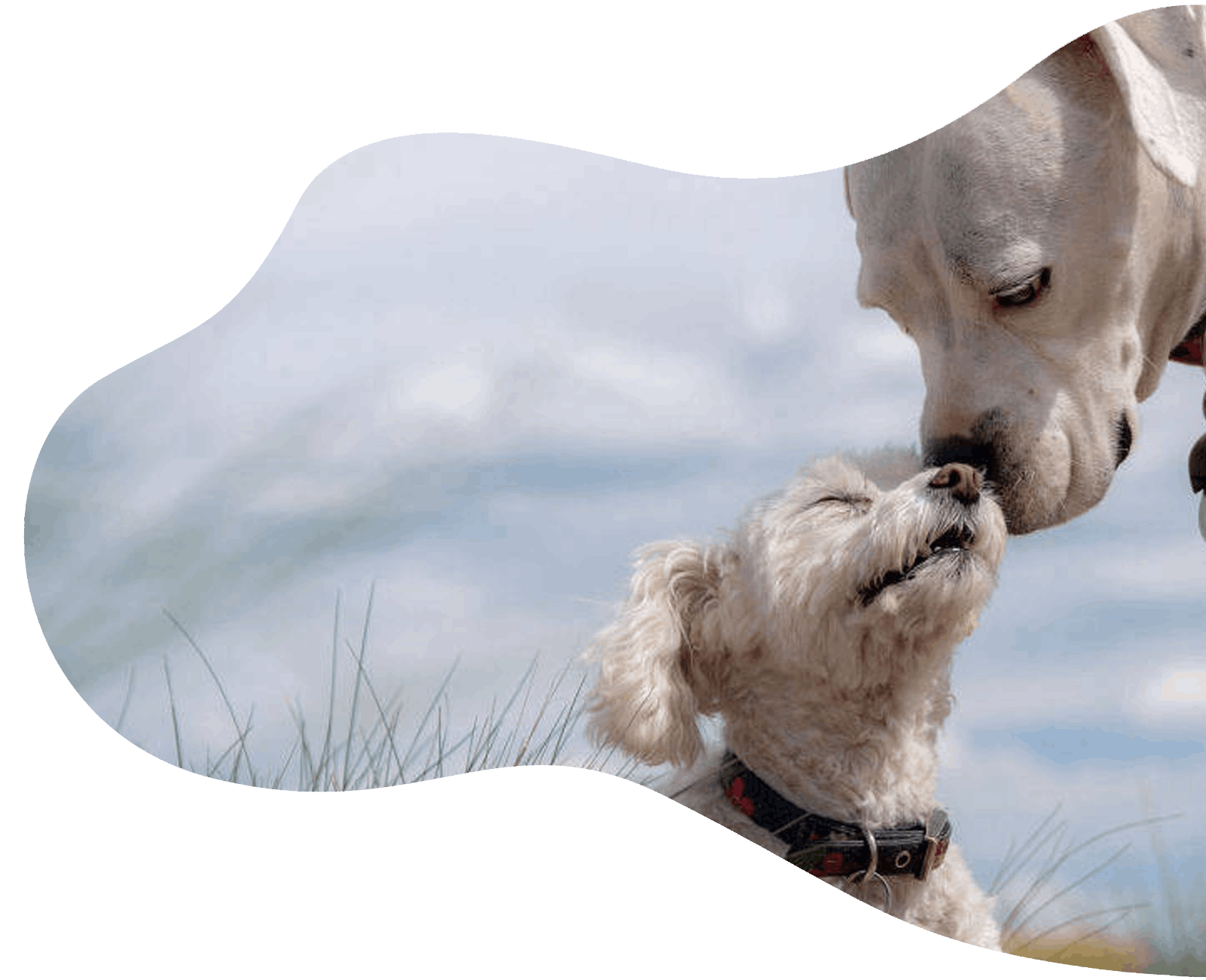 zwei schmusende Hunde
