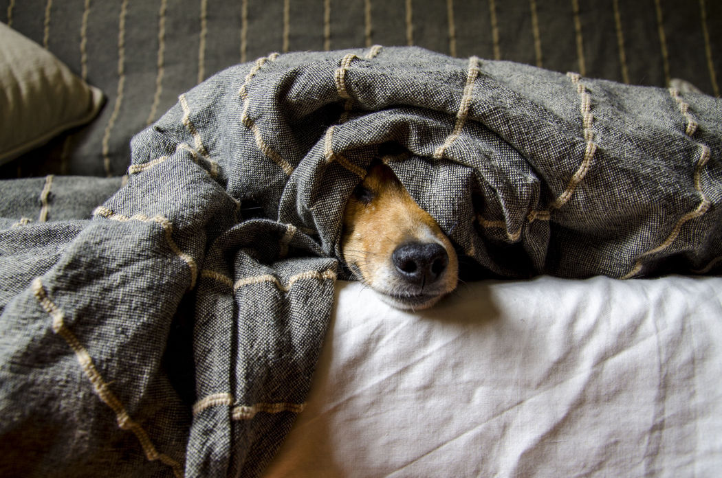Hund spitz unter einer Decke hervor